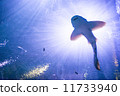 水族館 11733940