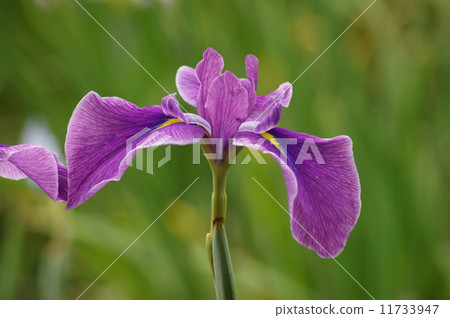 虹膜華麗的猴子跳舞 虹膜華麗的猴子跳舞 11733947