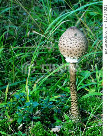 mushroom mushroom 11734023