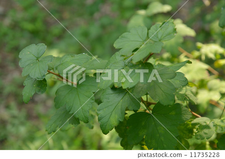 Tree · Yabusanzashi Yukinoshita Department Tree · Yabusanzashi Yukinoshita Department 11735228