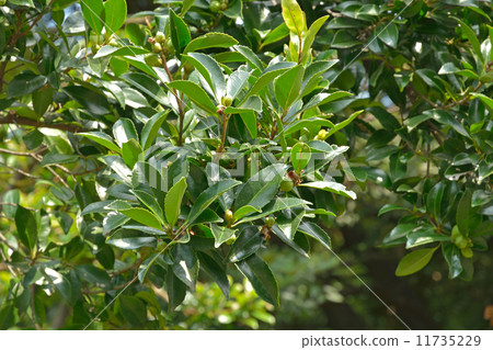 樹·Hisakaki Sasanuka Tsubaki家庭 11735229