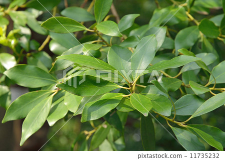 樹·Mochioki家庭 11735232