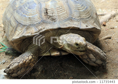 turtle 11735443