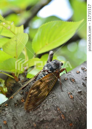 Brown cicada Brown cicada 11735517