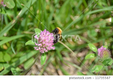 一隻蜜蜂 11735587