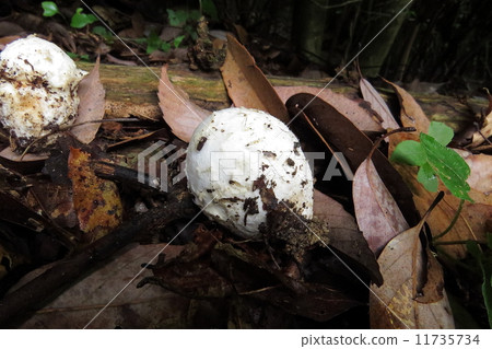 Edible mushrooms Edible mushrooms 11735734