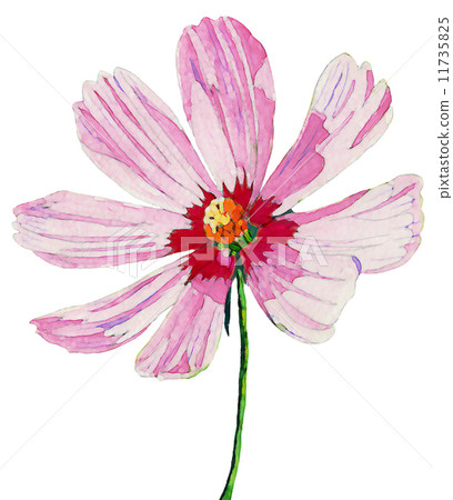 Cosmos, Autumn Cherry Blossom, Illustration, White Background, No Background, Watercolor, Single Flower 11735825