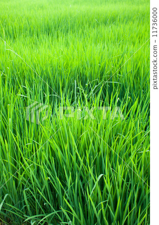 Seedlings of rice. 11736000