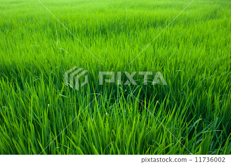 Seedlings of rice. Seedlings of rice. 11736002