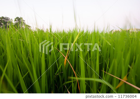 Seedlings of rice. 11736004