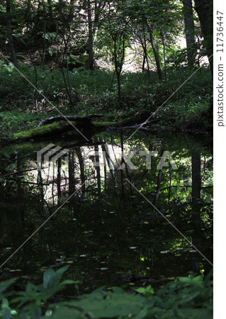 Forest pond Forest pond 11736447