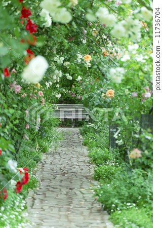 玫瑰拱門玫瑰園玫瑰園鵝卵石鋪就 11736704