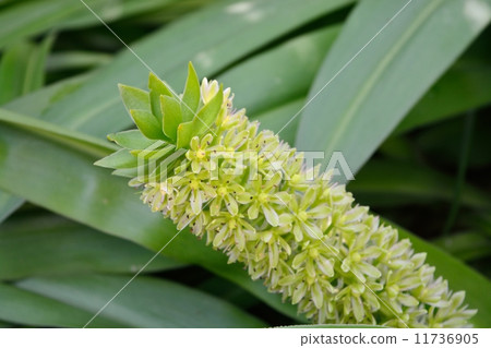 Eukomis（菠蘿花） 11736905