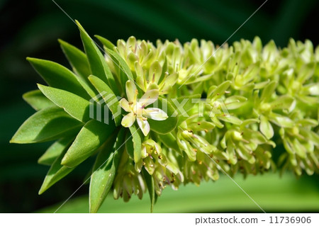 Eukomis(菠蘿花) Eukomis(菠蘿花) 11736906