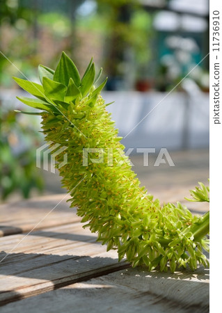 Eukomis（菠蘿花） 11736910