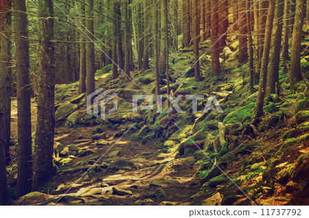 Dense green forest Dense green forest 11737792