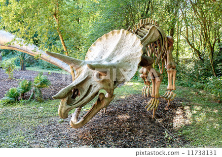 Triceratops Fossil skeleton over natural background Triceratops Fossil skeleton over natural background 11738131