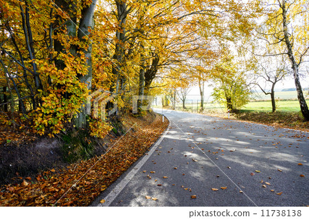 rural Road in the autumn with yellow trees 11738138