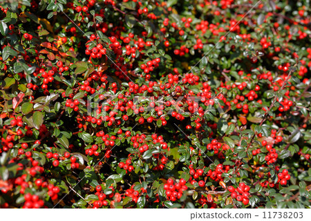 autumn background with red gaultheria autumn background with red gaultheria 11738203