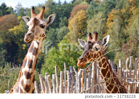 Giraffes Giraffes 11738228