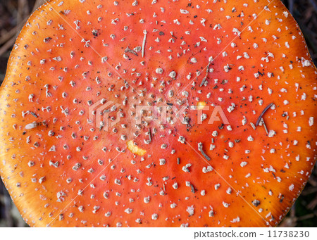 mushroom commonly known as the fly agaric or fly amanita 11738230