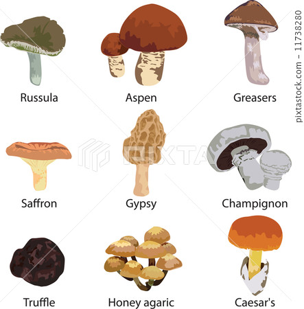 set of edible mushrooms 11738280
