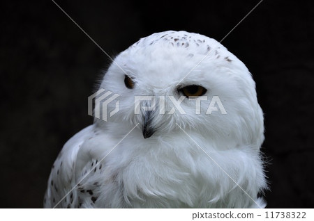 owl owl 11738322
