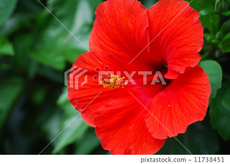 明亮的芙蓉 明亮的芙蓉 11738451