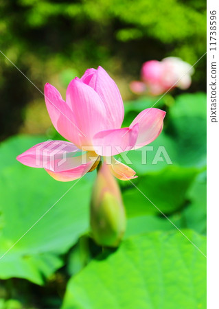 Chusonji老闆 11738596