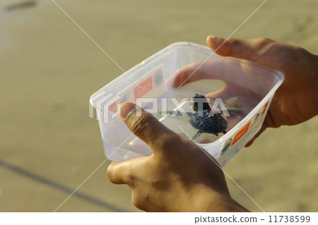 海龜 海龜 11738599