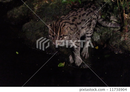Fishing cat at night aim at prey 11738904