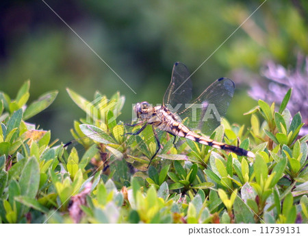 鹽卡拉通博 11739131