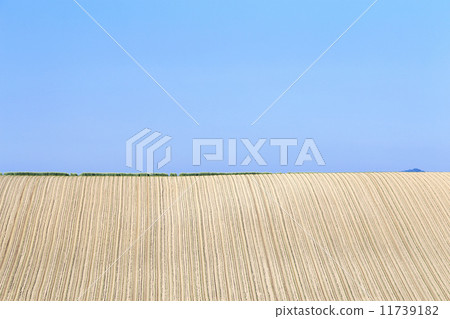 美瑛的領域 11739182