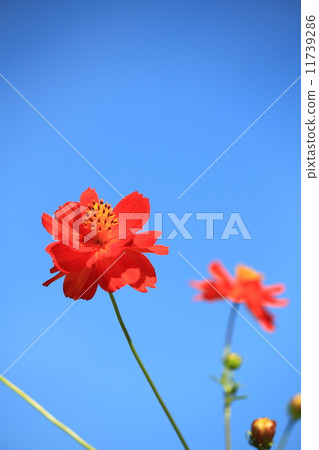 Hama Rikyu Imperial Garden Summer Kivanakosmos 11739286