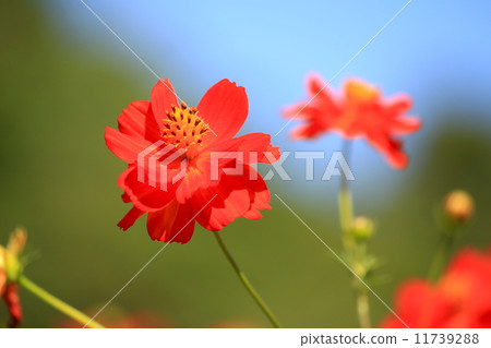 Hama Rikyu Imperial Garden Summer Kivanakosmos 11739288