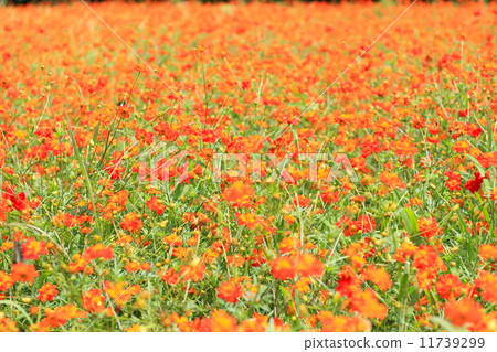 Hama Rikyu Imperial Garden Summer Kivanakosmos 11739299