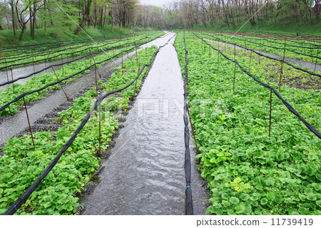 Daio Wasabi Farm Daio Wasabi Farm 11739419