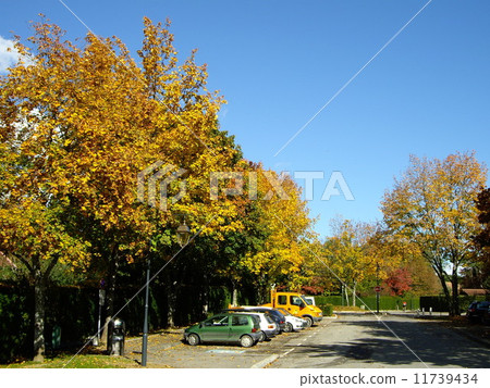 Autumn leaves 11739434