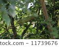 chameleon 11739676