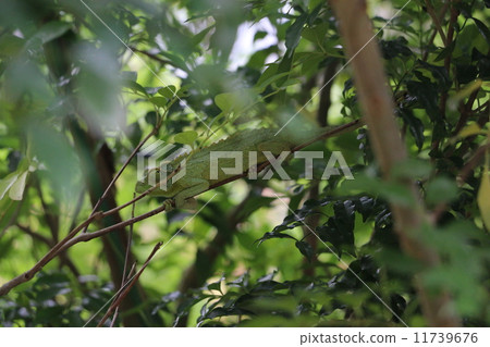 chameleon 11739676