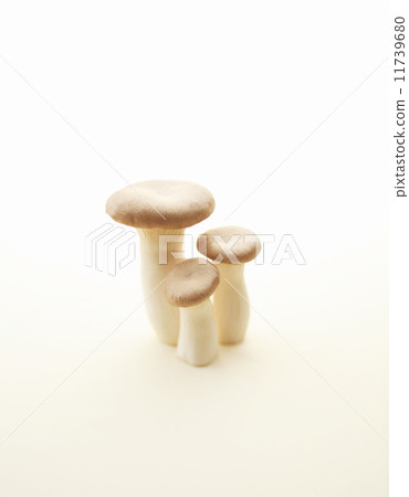 king oyster mushroom 11739680