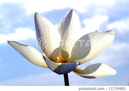 Lotus flower  11739902