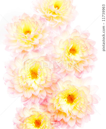 花卉 花卉 11739963