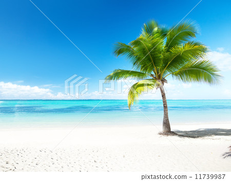 palm and sea 11739987