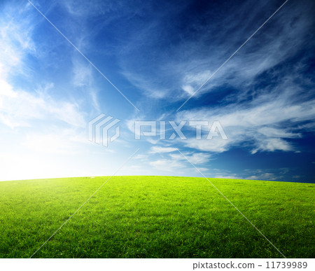 field of grass and sunset 11739989