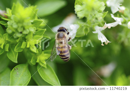 Basil and honey bees 11740219