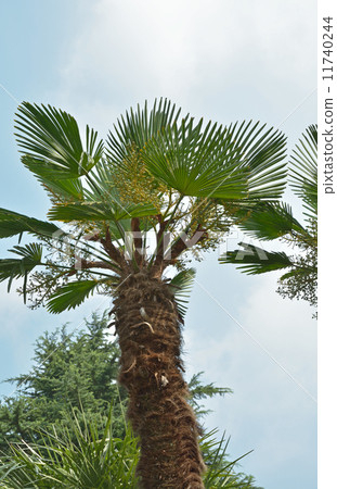 Tree · Tujyo palmaceae 11740244
