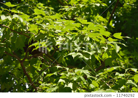 Tree tree family 11740292