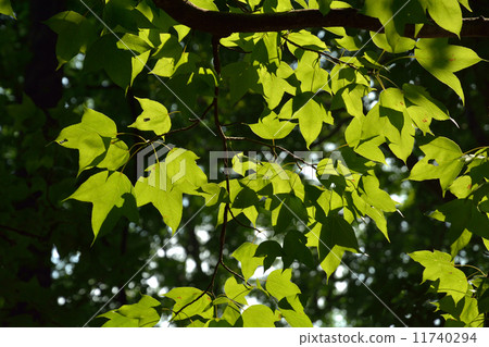 Tree tree family 11740294