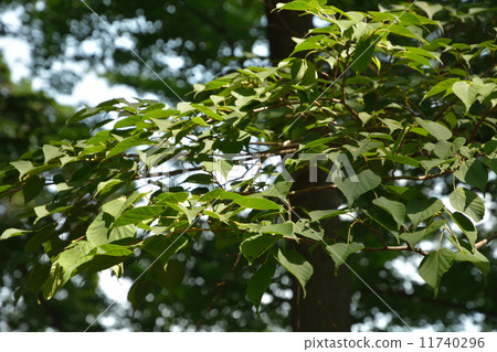 Tree · Scutellaridae 11740296